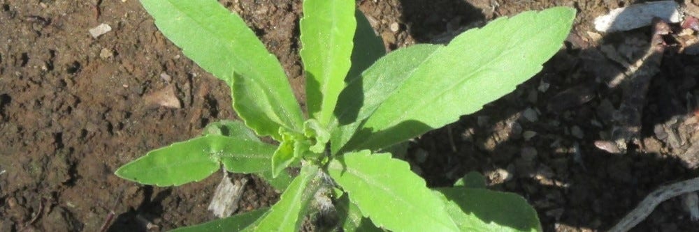Fleabane Young Fleabane Young