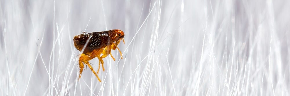 Fleas