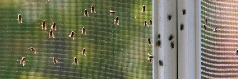 Flies intruding on a screen door