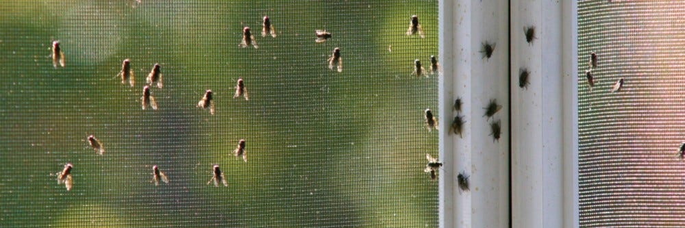 Flies on Window