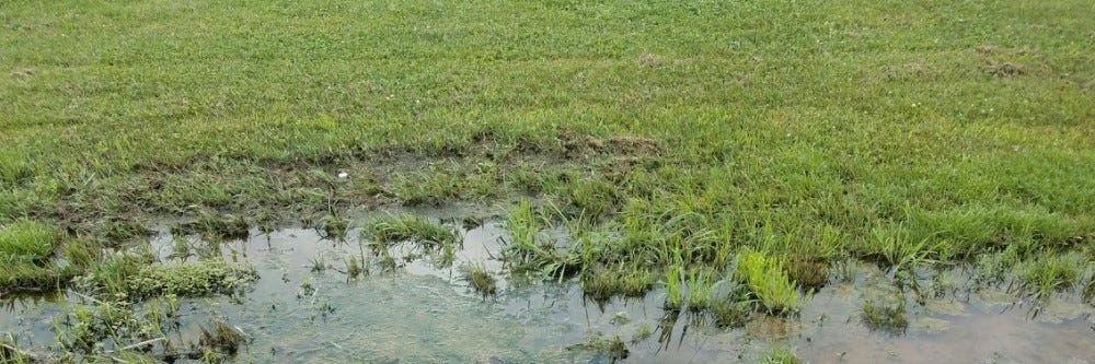 Flooded Grass