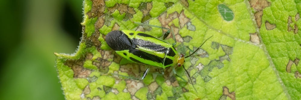 Four Lined Plant Bug