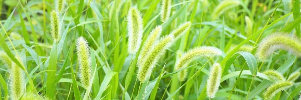 Foxtail