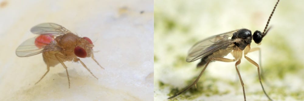 Fruit Fly and Fungus Gnat