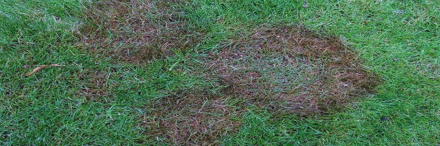 identify the type of fungus on your lawn