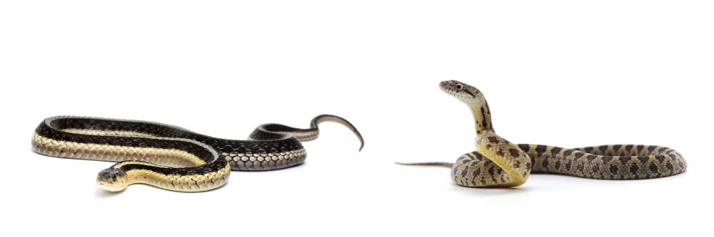 Garter Snake and Rat Snake