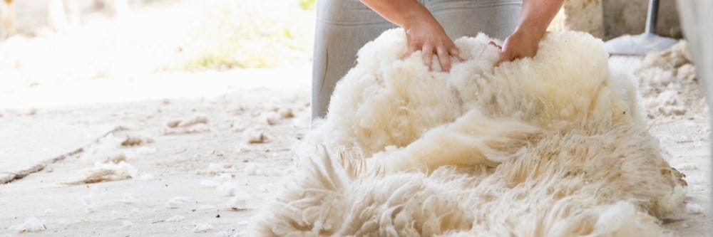 Gathering Sheared Wool