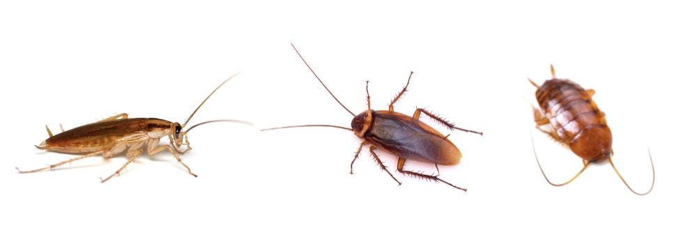 German, American, and Smokey Roach