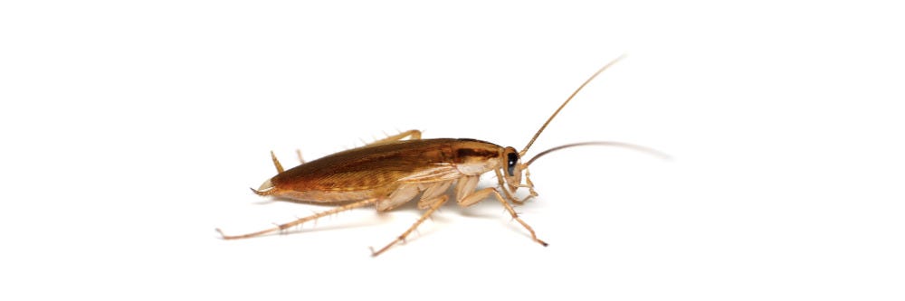 German Cockroach