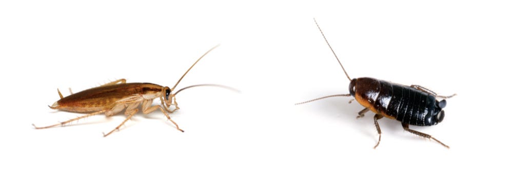 German and Oriental Cockroach