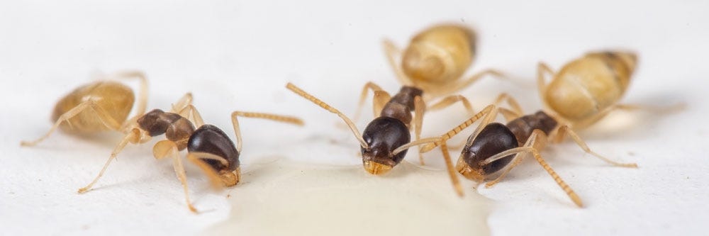 Ghost Ants Feeding on Food Liquids