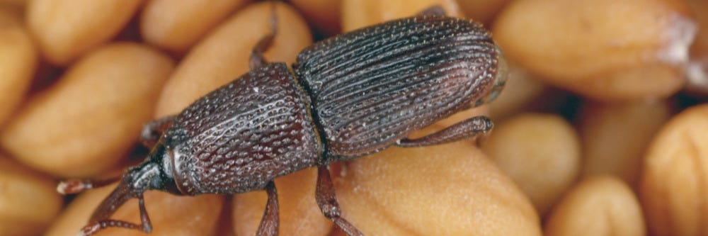 Granary Weevil