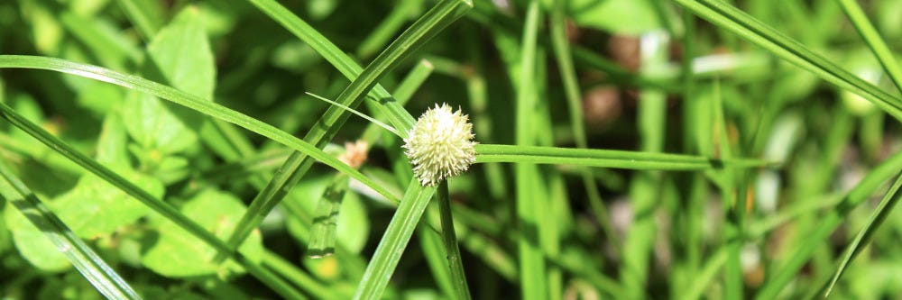 Green Kyllinga