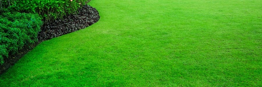 Green grass thanks to pigment.