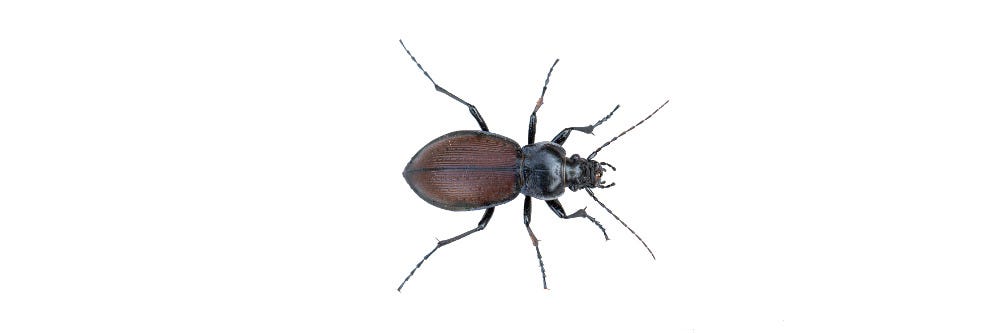 Ground Beetle