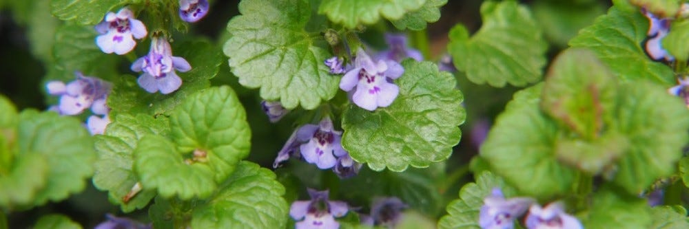 Ground Ivy