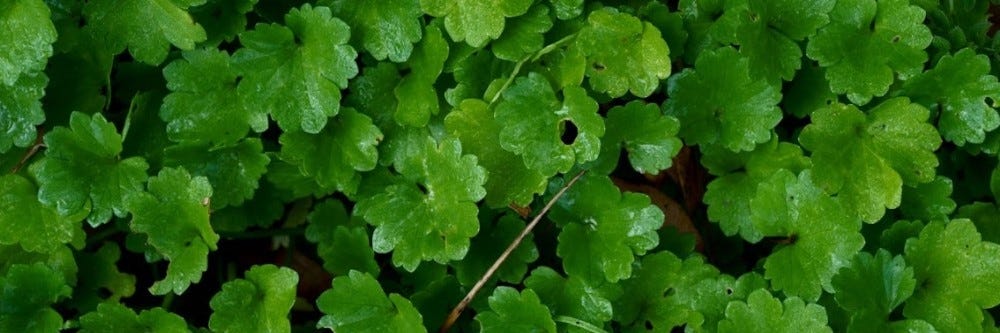 Ground Ivy