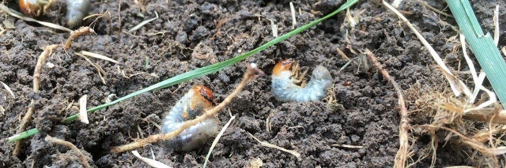 Grub Control - Preventative Measures