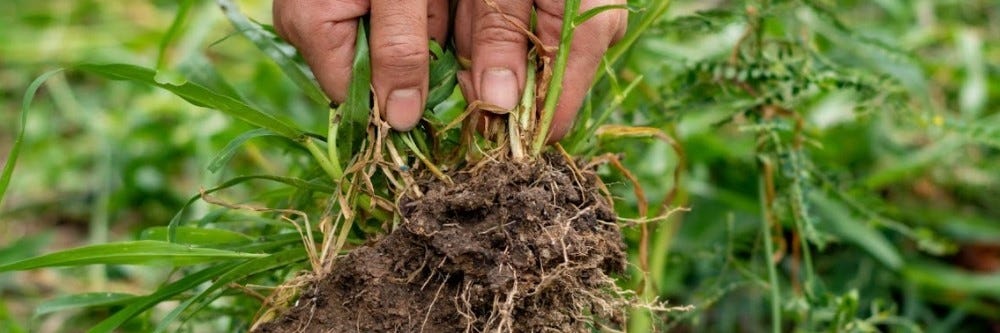 Hand Pulling Hand Pulling