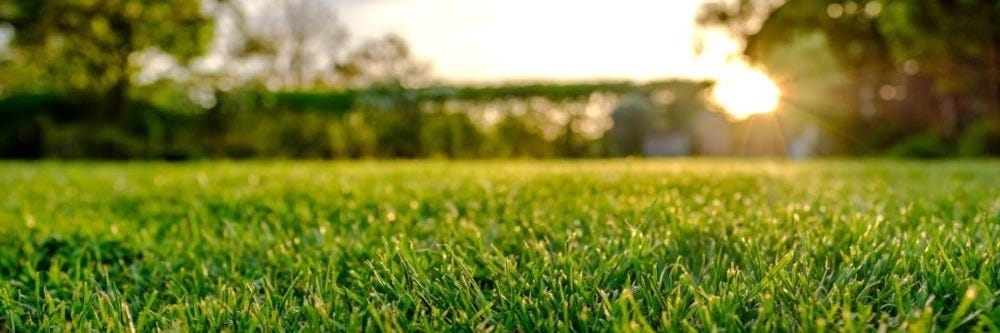 Healthy Turfgrass