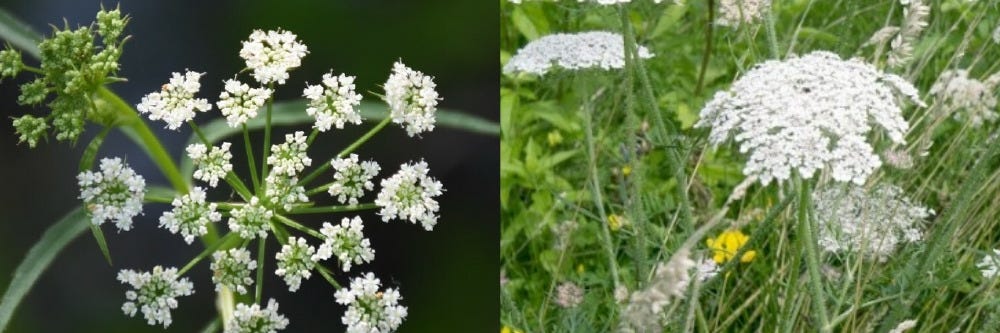 Hemlock and Wild Carrot