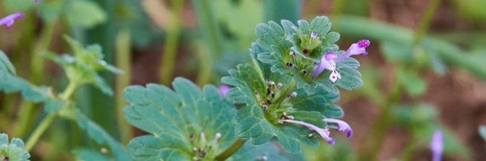 Henbit 