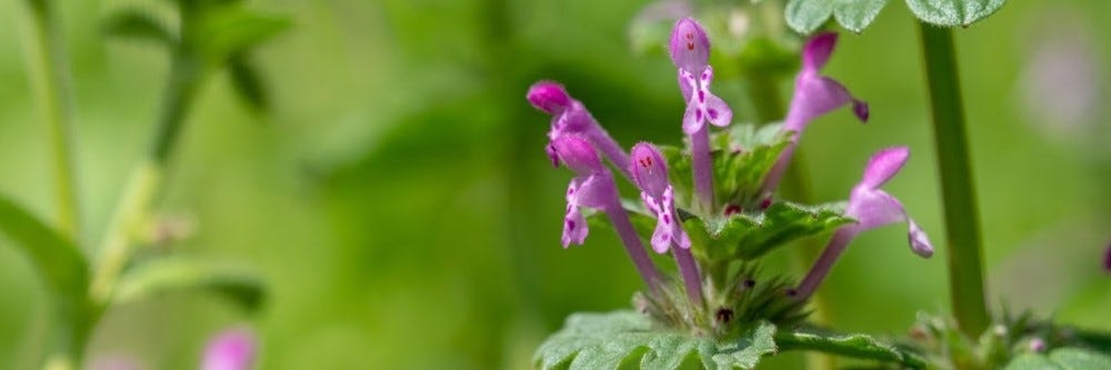 Henbit 