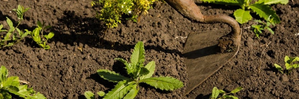 Hoeing Weed in Garden