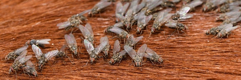 Horn Flies