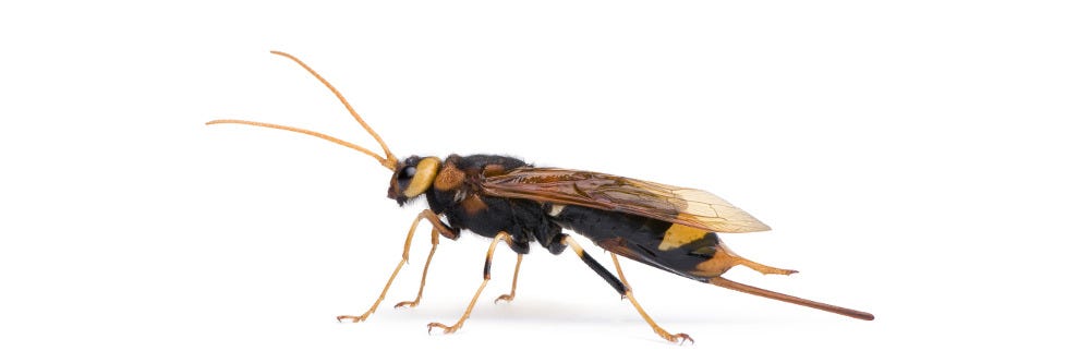 Horntail