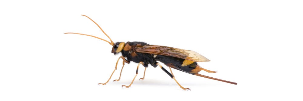 Horntails