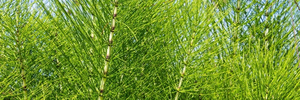 Horsetail