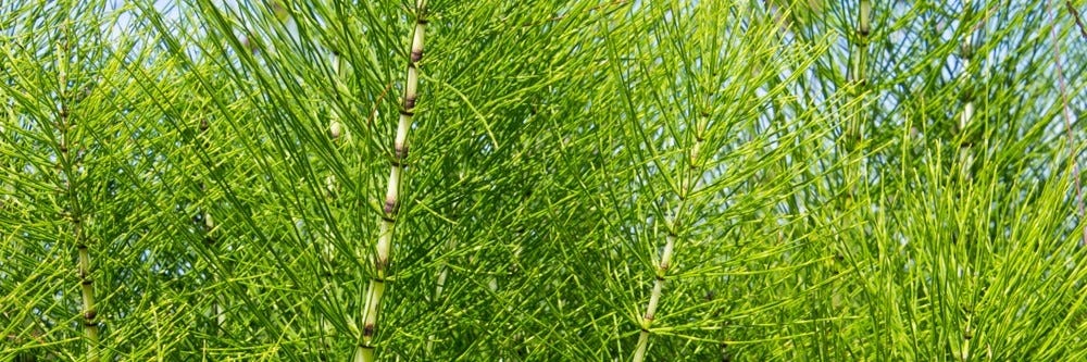 Horsetail