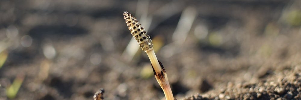 Horsetail Sprout