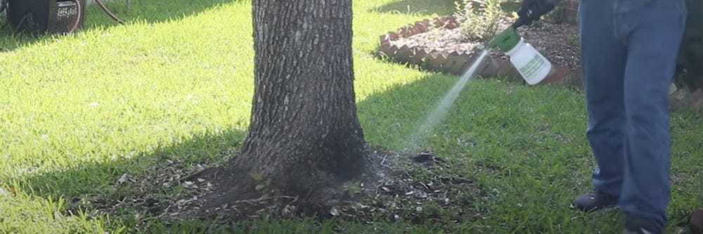 Spraying Tree Trunk