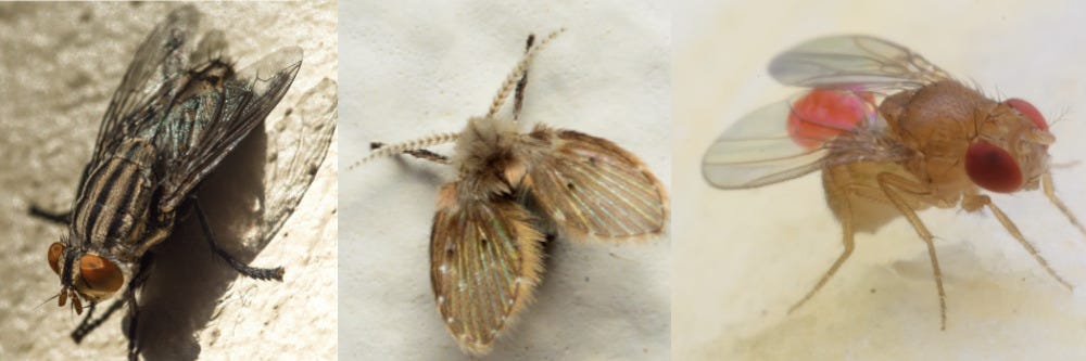 House Fly, Drain Fly, and Fruit Fly