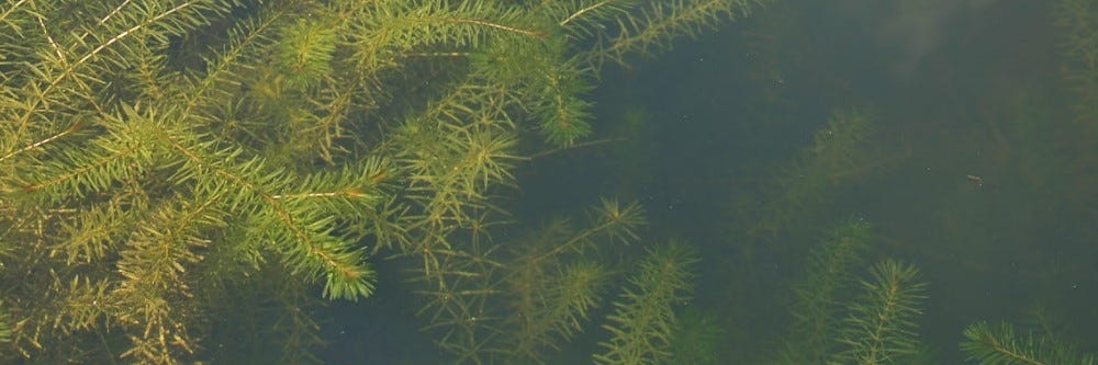 Hydrilla