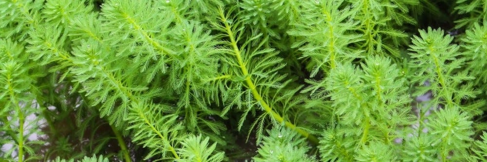 Hydrilla 