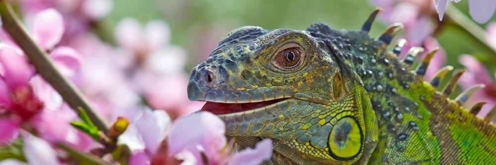 Iguana Eating Flowers