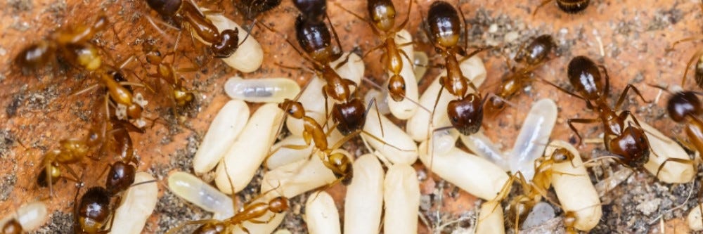 Imported Fire Ants and Their Eggs