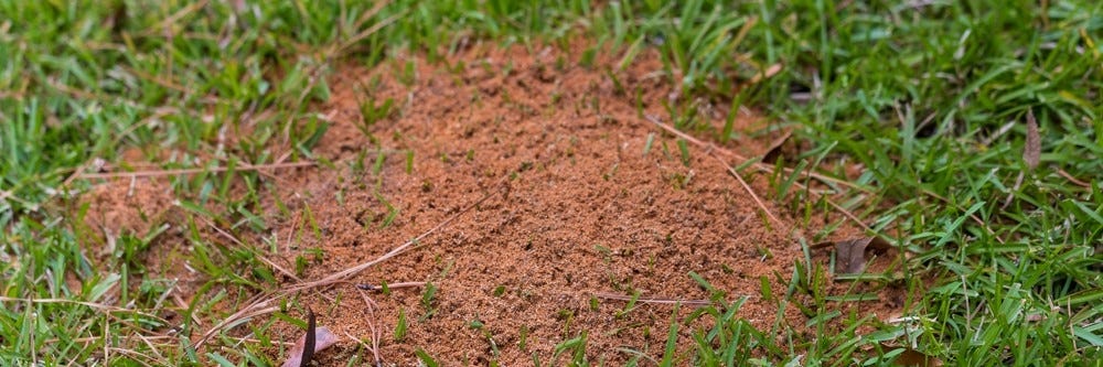 Imported Fire Ant Mound