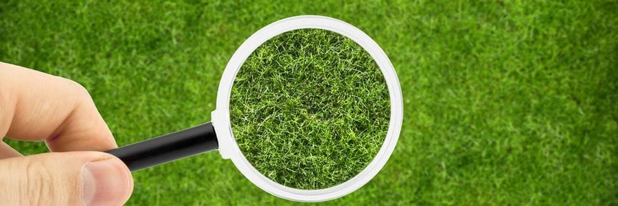 Magnifying glass on grass