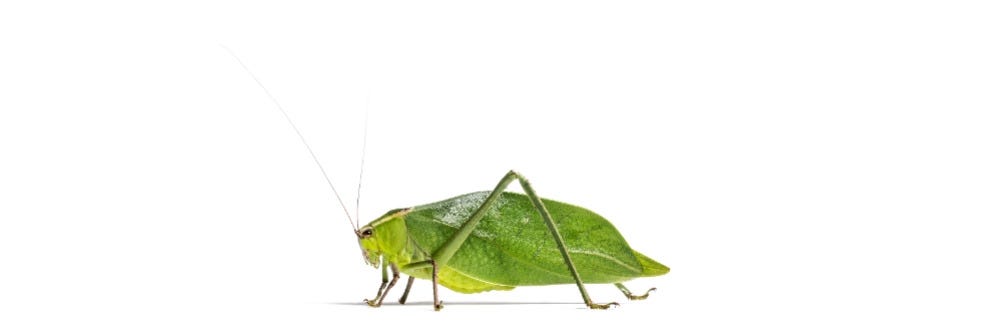 Katydid