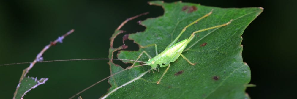 Katydid Nymphs