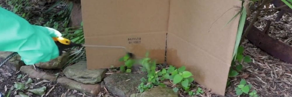 Spraying Weed with Box