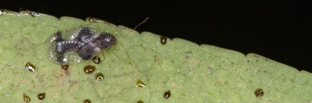 Lace Bug