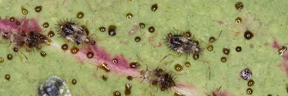 Lace Bug Nymphs