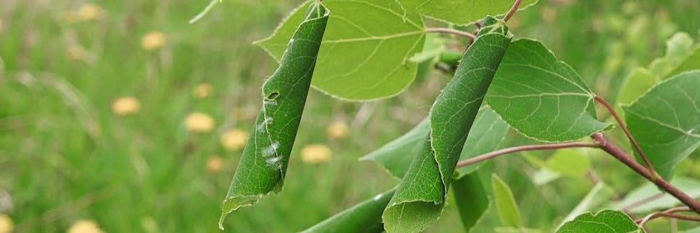 Leaf Roller Rolled Up in Leaf