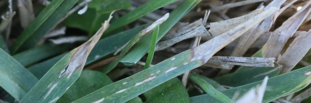 Leaf Spot on Grass