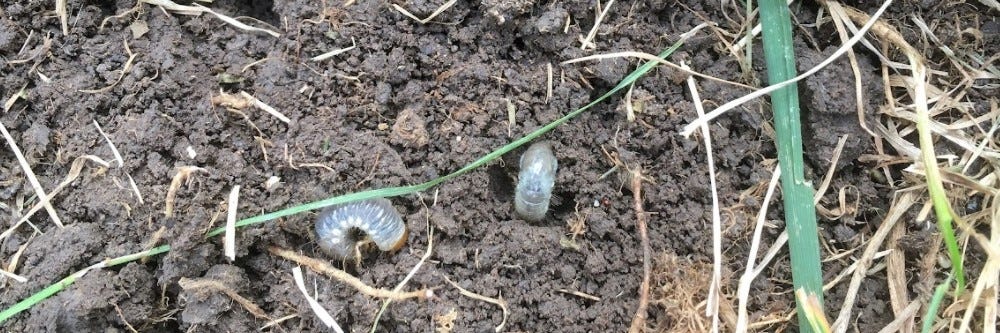 Citrus Root Weevil Larvae